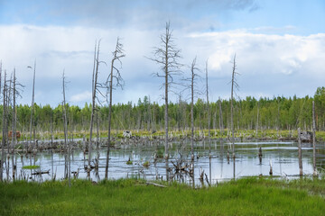 Dry trees in swamps against a blue sky with clouds. Dead trees in the swamp, in the forest. Cloudy sky in a forest with a swamp. Dry tree trunks in the swamp.