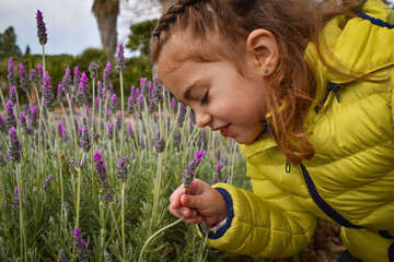 Niña pequeña rubia en un campo de lavanda oliendo el aroma de las flores