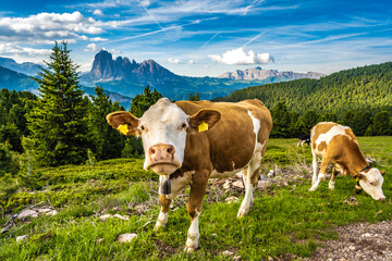 Fototapeta na wymiar Brown dolomites cow curiously looking at the camera in the morning. Seceda, Saint Ulrich, Dolomites, Belluno, Italy, Europe.