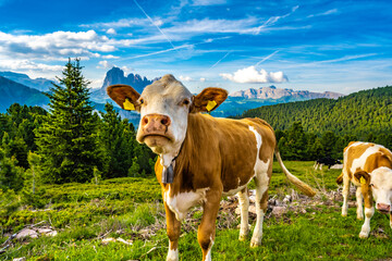 Brown white patterned dolomites cows curiously looking at the camera in the morning. Seceda, Saint Ulrich, Dolomites, Belluno, Italy, Europe.