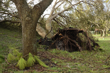 Oak tree was uprooted during Hurricane Ian in residential area in Sarasota, Florida, USA