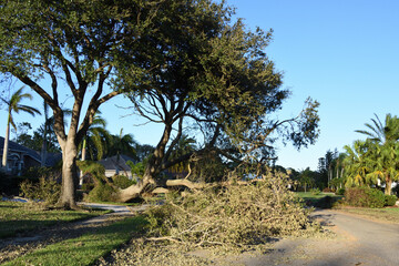 Fototapeta na wymiar The aftermath of hurricane Ian hitting southwest Florida on September 2022. Large oak tree was uprooted and fell onto the private road.