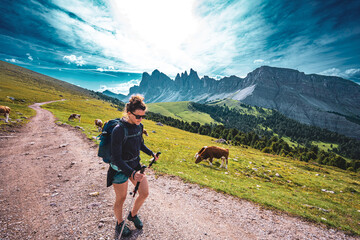 Athletic woman is walking along beautiful hike trail with brown white patterned dolomites cows in...