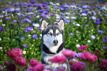 Cute siberian husky dog in the middle of purple and blue asters flower field. Selective focus.