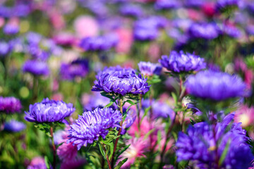 Purple and pink asters in the flower field. Selective focus.