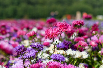 Obraz premium Purple and pink asters in the flower field. Selective focus.