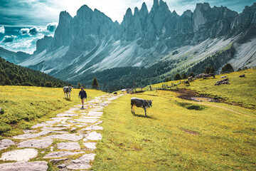 Fototapeta na wymiar Athletic woman walks along beautiful hike trail at Seceda with brown white patterned dolomites cows in the morning. Seceda, Saint Ulrich, Dolomites, Belluno, Italy, Europe.