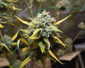 marijuana, fastbuds, strawberry banana , pot, weed, dank, grow tent, medical marijuana, home grow, growing