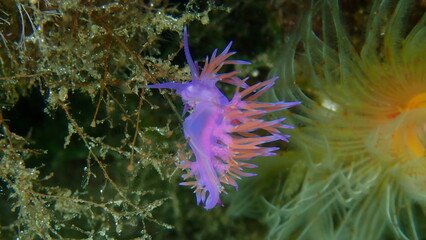 Fototapeta na wymiar Purple sea slug or purple nudibranch (Flabellina affinis) close-up undersea, Aegean Sea, Greece, Halkidiki