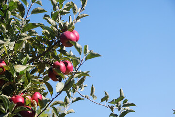 A ripe apple on the tree in autumn season	