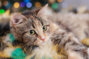 Cute Cat near the New Year tree with decoration. Cat on the background of Christmas lights and bokeh. Merry Christmas. Pets. Shiny stars. Portrait Kitten with Green Eyes. Beautiful Kitten close-up 