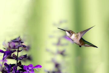 Fototapeta na wymiar A juvenile Ruby-throated humming bird flying towards a flower, Ontario, Canada