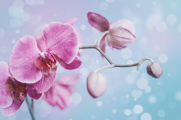  pink delicate blooming orchid on blue bokeh background
