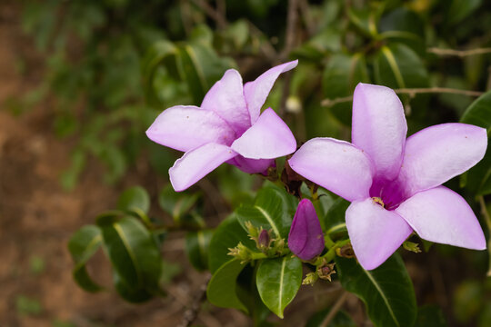 Purple flowers of the Cryptostegia madagascariensis plant