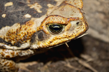 Cane toad. Rhinella marina. Blurred earth background