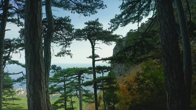 Panorama of centuries-old pine trees growing on a mountain slope against a backdrop of rock and blue sky aerial drone shot