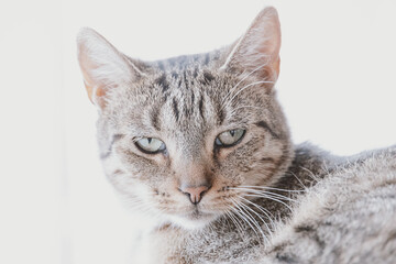 Naklejka na ściany i meble tired gray tabby cat in close-up