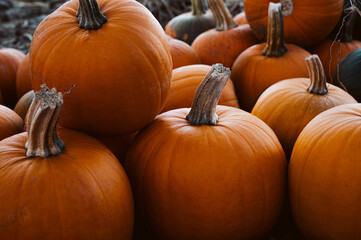 Fall pumpkins for sale at the pumpkin patch