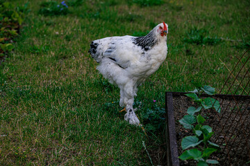 Naklejka na ściany i meble purebred hens on the green grass in the garden on a summer day organic farming