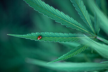 Ladybug on a cannabis leaf, hemp plant