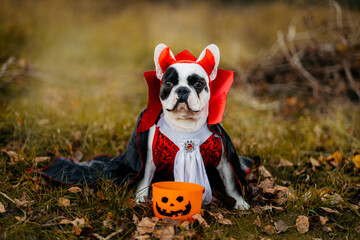 Bulldog dog in a dracula costume. Halloween vampire.