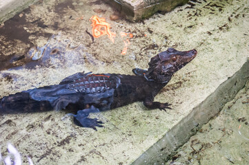 Photograph of a Cuvier's dwarf caiman