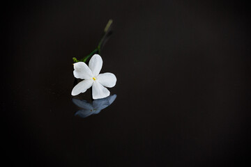 close-up beautiful small delicate single jasmine flower for background