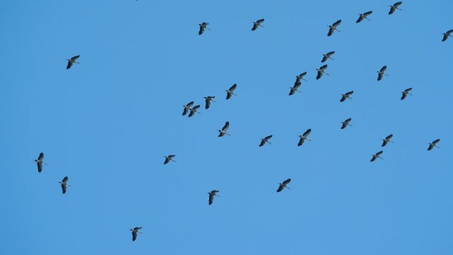 Heron birds flock flying in the sky. Silhouette of birds on blue sky background
