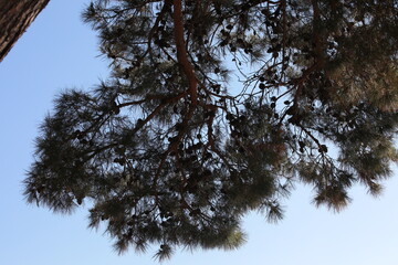 Tree and sky.Background image of a coniferous branch with needles and lots of cones in front of a blue sky
