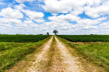 Road in the Countryside