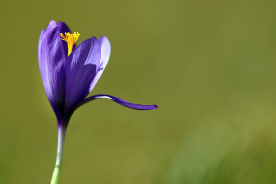 Crocus &agrave; fleurs nues