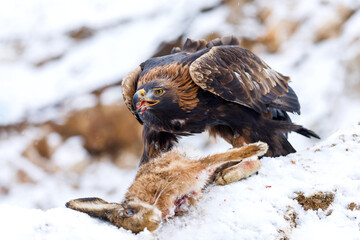 Hunter with caught prey. Golden eagle, Aquila chrysaetos, tears bone from killed hare. Eagle in...