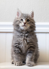 Fluffy Gray Maine Coon Kitten. Young cat with lots of fur looking upward.