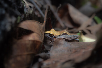 Small camouflaged wild frog