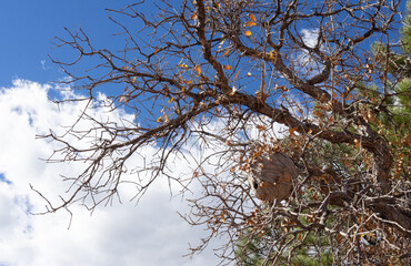 Paper Wasp Hive in tree with clouds and blue sky