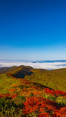 秋田駒ヶ岳　雲海と紅葉　絶景　縦構図