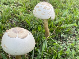 mushroom in the grass