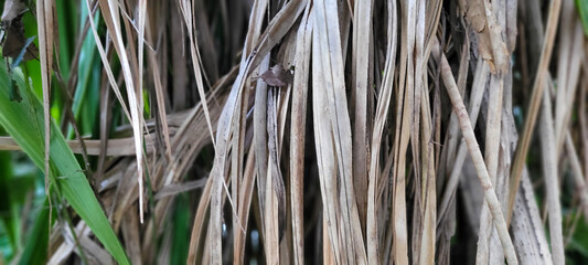 green leaves beautiful tropical plants that can be used as background