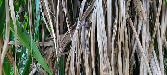 green leaves beautiful tropical plants that can be used as background