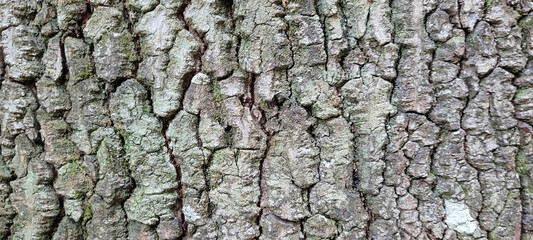 tree trunk with dark texture and abstract lines