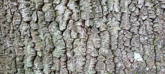tree trunk with dark texture and abstract lines