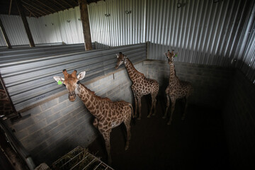 giraffes in cage
