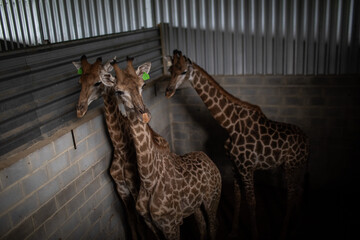 giraffes in cage