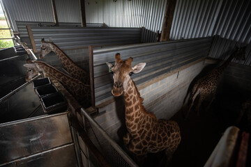 giraffes in cage