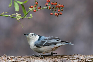 White-Breasted Nuthatch