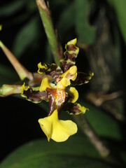 Close-up on the flower of the neotropical orchid Oncidium bracteatum