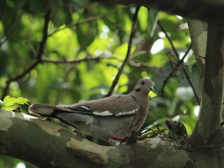 White-winged Dove (Zenaida asiatica) on a tree