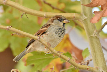 Sparrow standing on a branch of tree, isolated