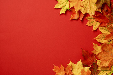 Naklejka na ściany i meble Autumn maple leaves on red background. Autumn, fall concept. Thanksgiving banner design. Flat lay, top view, copy space.