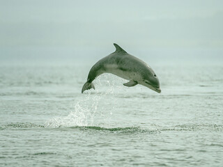 dolphin jumping out of water